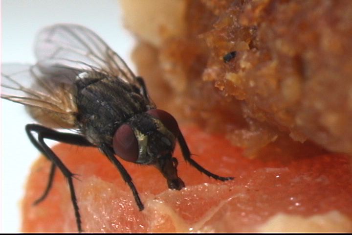 how to trap flies