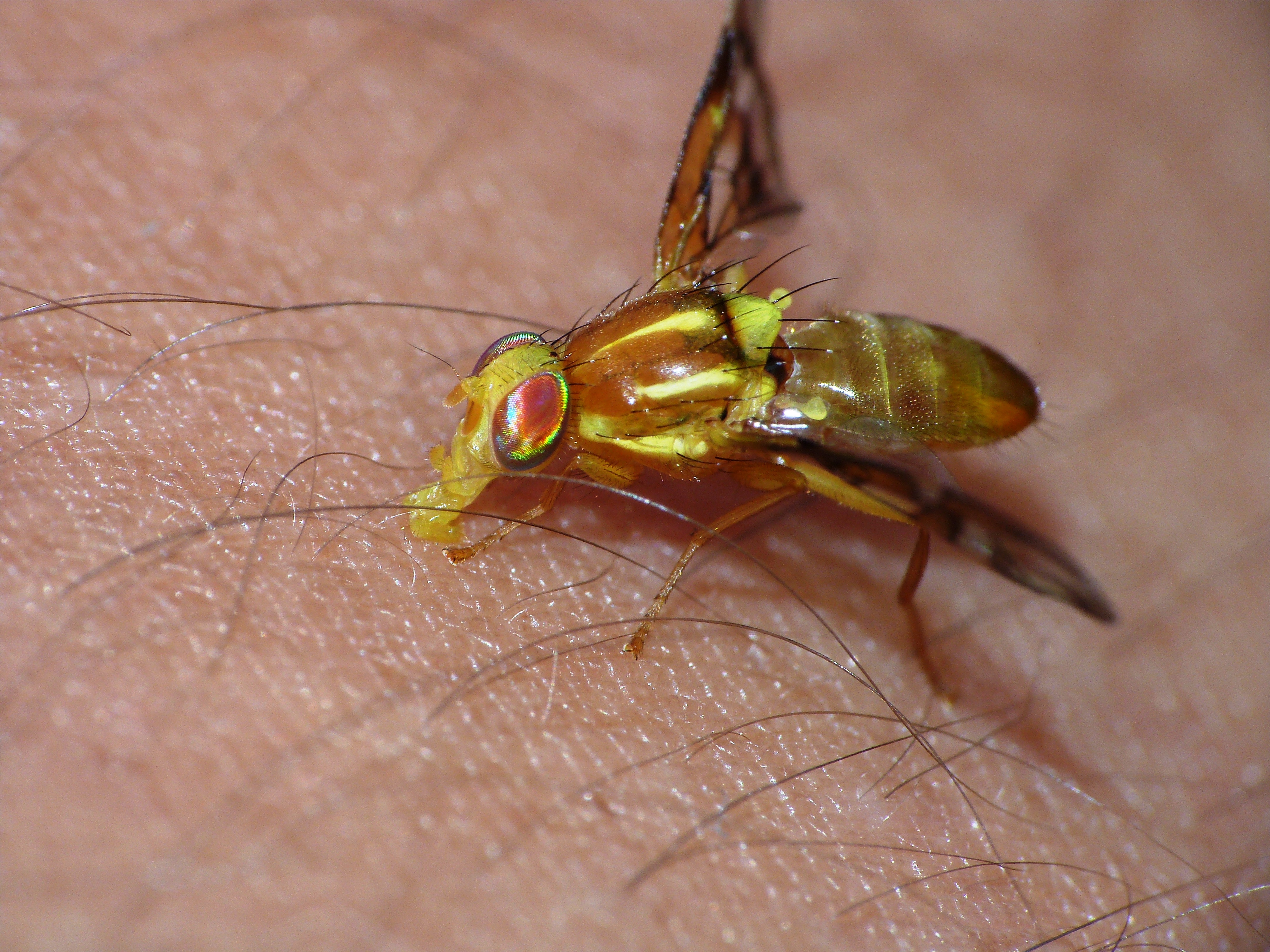 yellow fly repellent