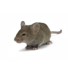 picture of a mouse